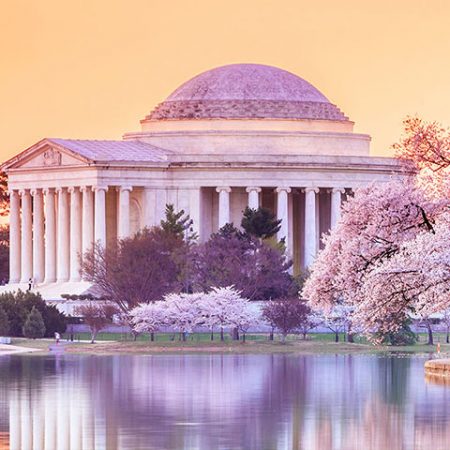 Washington, D.C. Cherry Blossoms